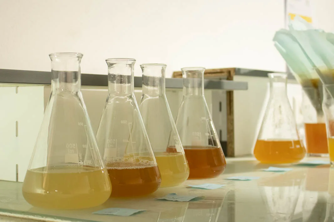 Échantillons de moût en laboratoire — A Vos Malts