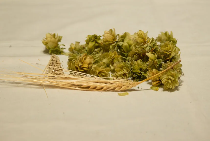 Épi d'orge et houblon — A Vos Malts